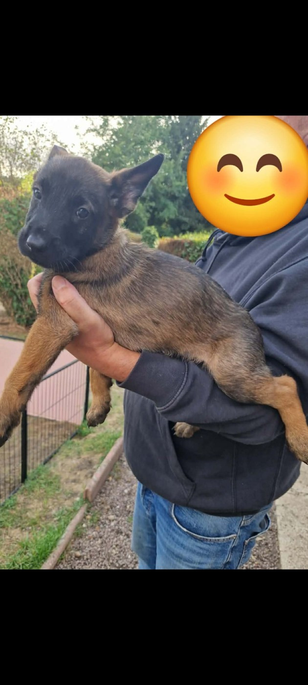 De La Vallee D'Azalee - Chiots disponibles - Berger Belge