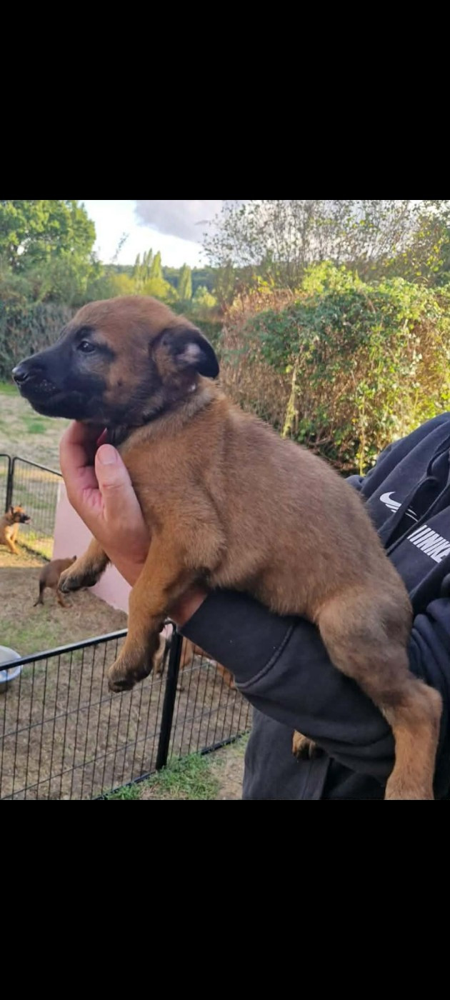 De La Vallee D'Azalee - Chiots disponibles - Berger Belge