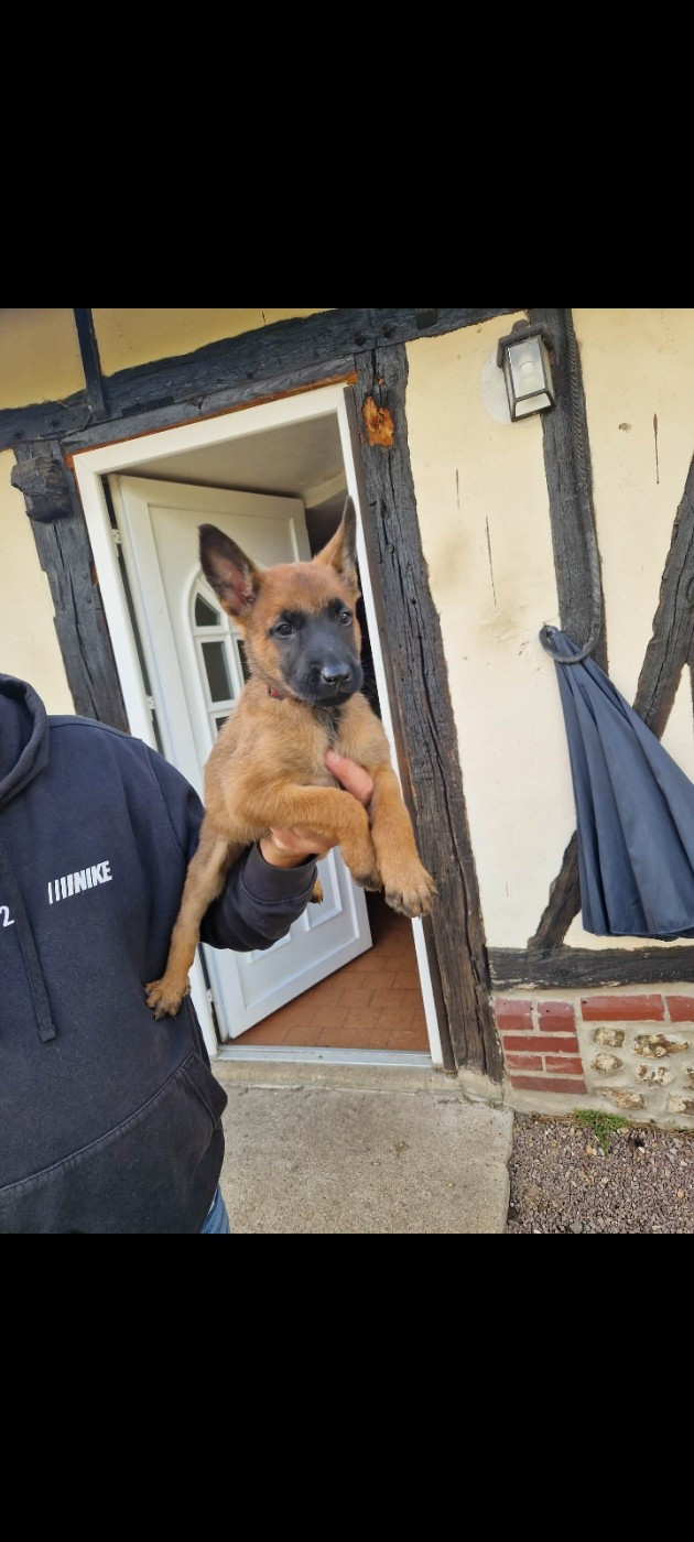 De La Vallee D'Azalee - Chiots disponibles - Berger Belge